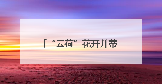 “云荷”花开并蒂 全球两大花都昆明&阿姆斯特丹强强联手