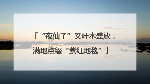 “夜仙子”叉叶木盛放，满地点缀“紫红地毯”