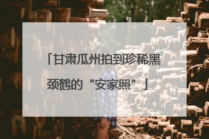 甘肃瓜州拍到珍稀黑颈鹤的“安家照”