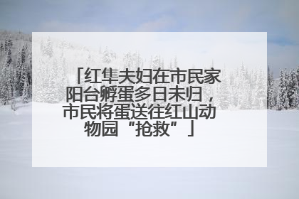红隼夫妇在市民家阳台孵蛋多日未归，市民将蛋送往红山动物园“抢救”