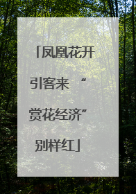 凤凰花开引客来 “赏花经济”别样红