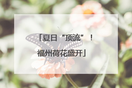 夏日“顶流”！福州荷花盛开
