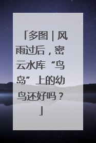 多图｜风雨过后，密云水库“鸟岛”上的幼鸟还好吗？