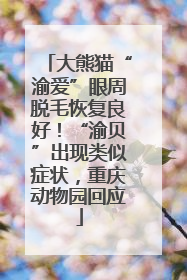 大熊猫“渝爱”眼周脱毛恢复良好！“渝贝”出现类似症状，重庆动物园回应