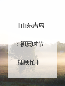 山东青岛：初夏时节插秧忙