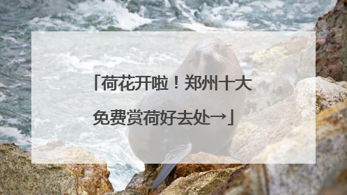 荷花开啦！郑州十大免费赏荷好去处→