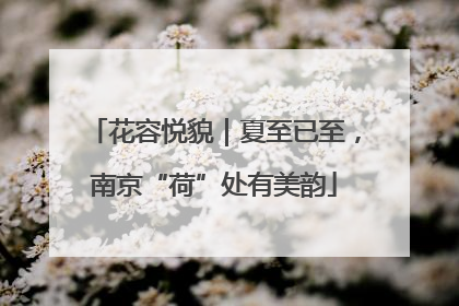 花容悦貌｜夏至已至，南京“荷”处有美韵