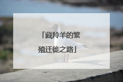 藏羚羊的繁殖迁徙之路