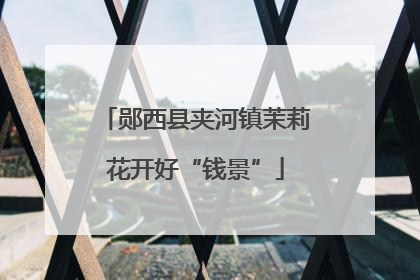 郧西县夹河镇茉莉花开好“钱景”