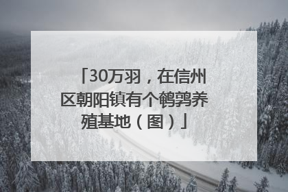 30万羽，在信州区朝阳镇有个鹌鹑养殖基地（图）